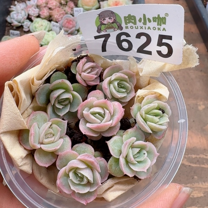 多肉植物多肉植物