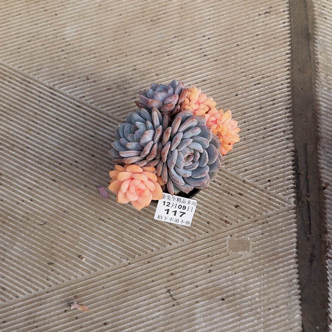 冷***)1209-117橙梦露阴阳锦群