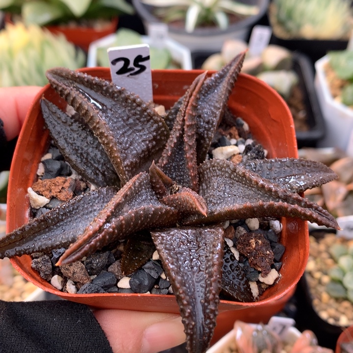 黑王硬叶，带盆发货