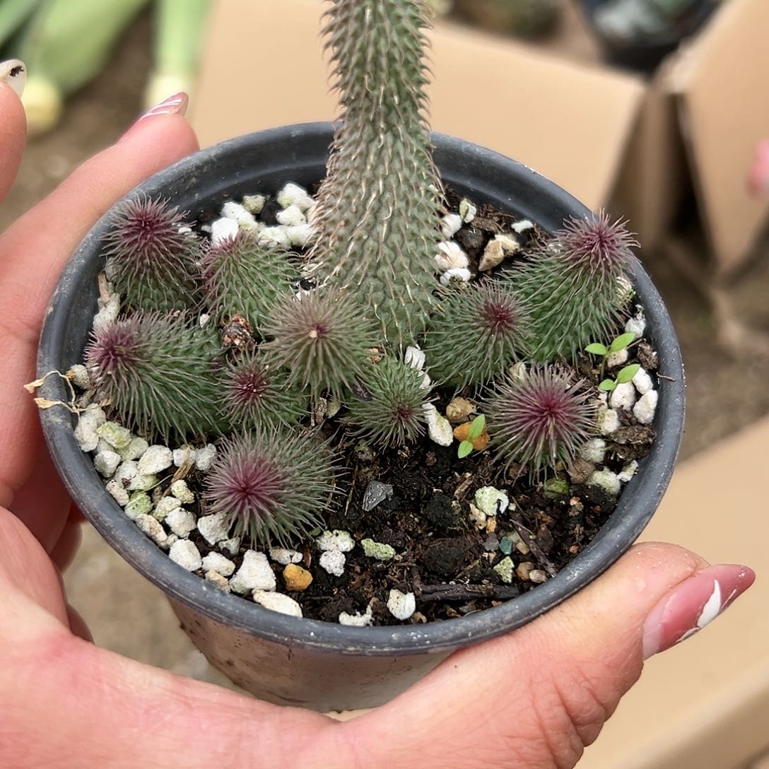 多肉植物啊修罗群