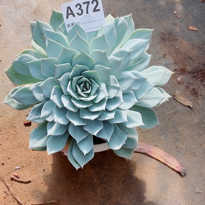 婲***婲蓝鸟多肉植物372号