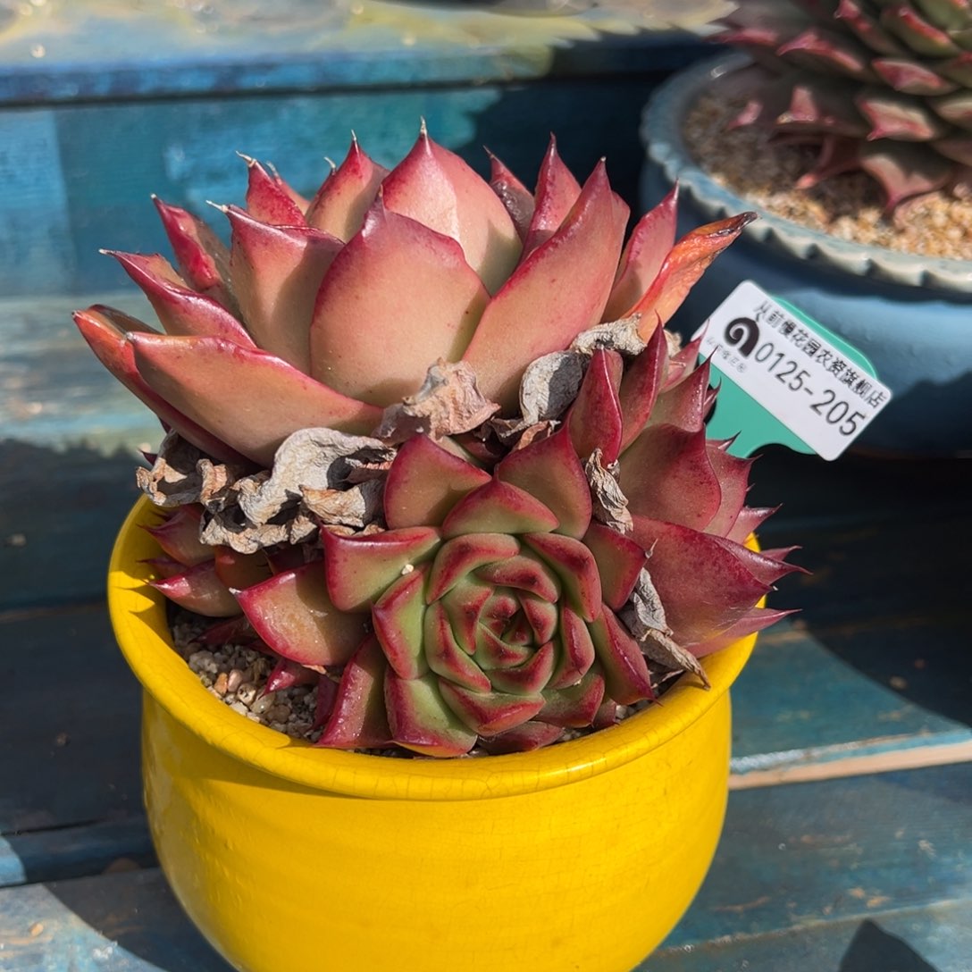 从前慢多肉精选编号0125.205