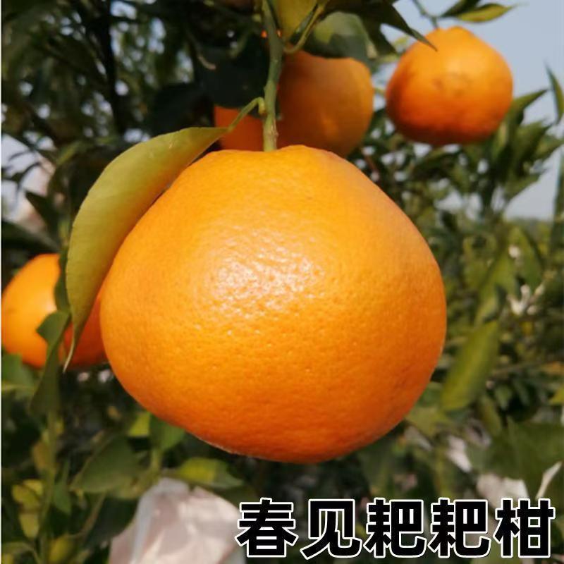 春见耙耙柑，脱毒苗抗病能力比较强高产