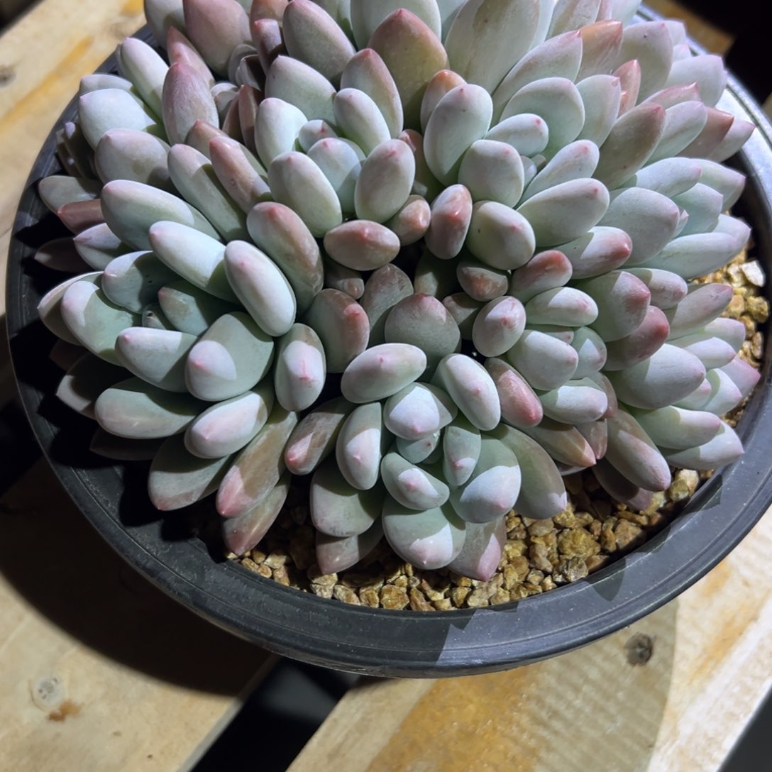 阿**菇350201-87香水