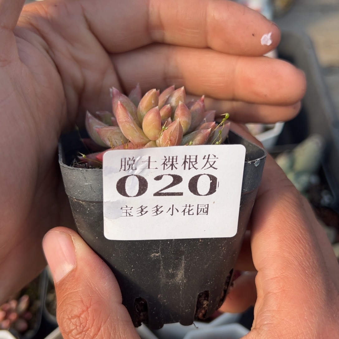 忘记名字了四头群多肉满28包邮脱土发