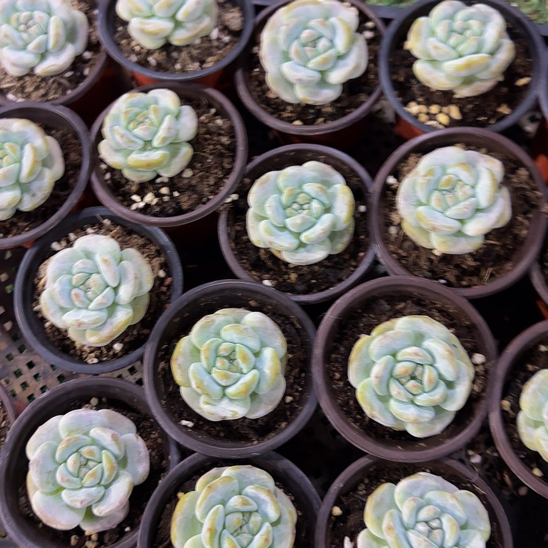 3颗一组超优选单头大宽叶星影