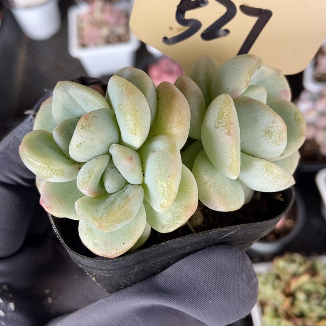 527冰玉石化 and多肉