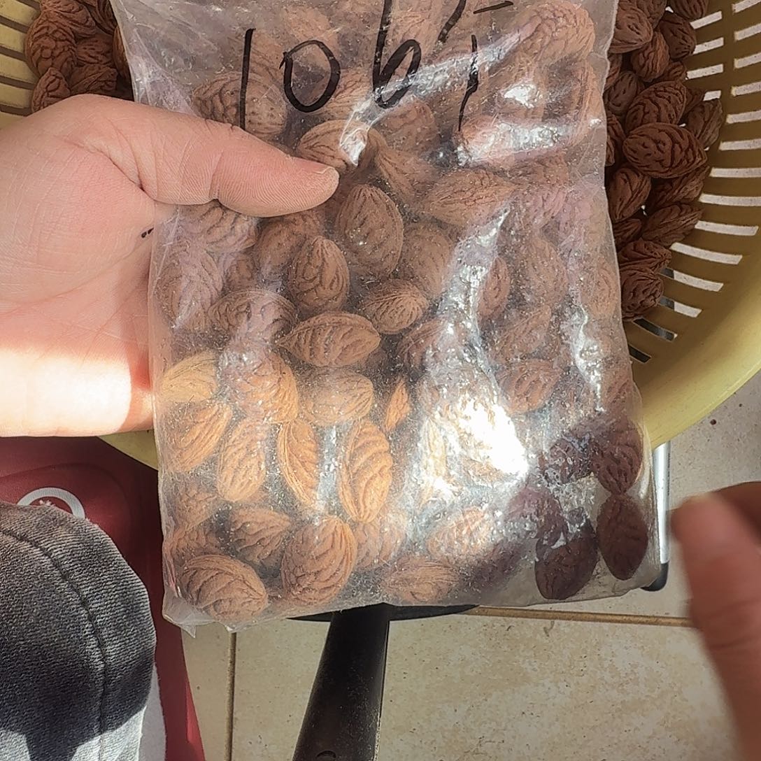 野生精品碧桃核100颗