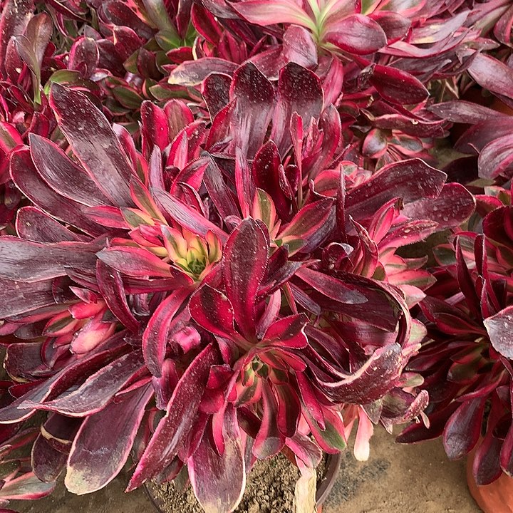 乌毒超白多肉604