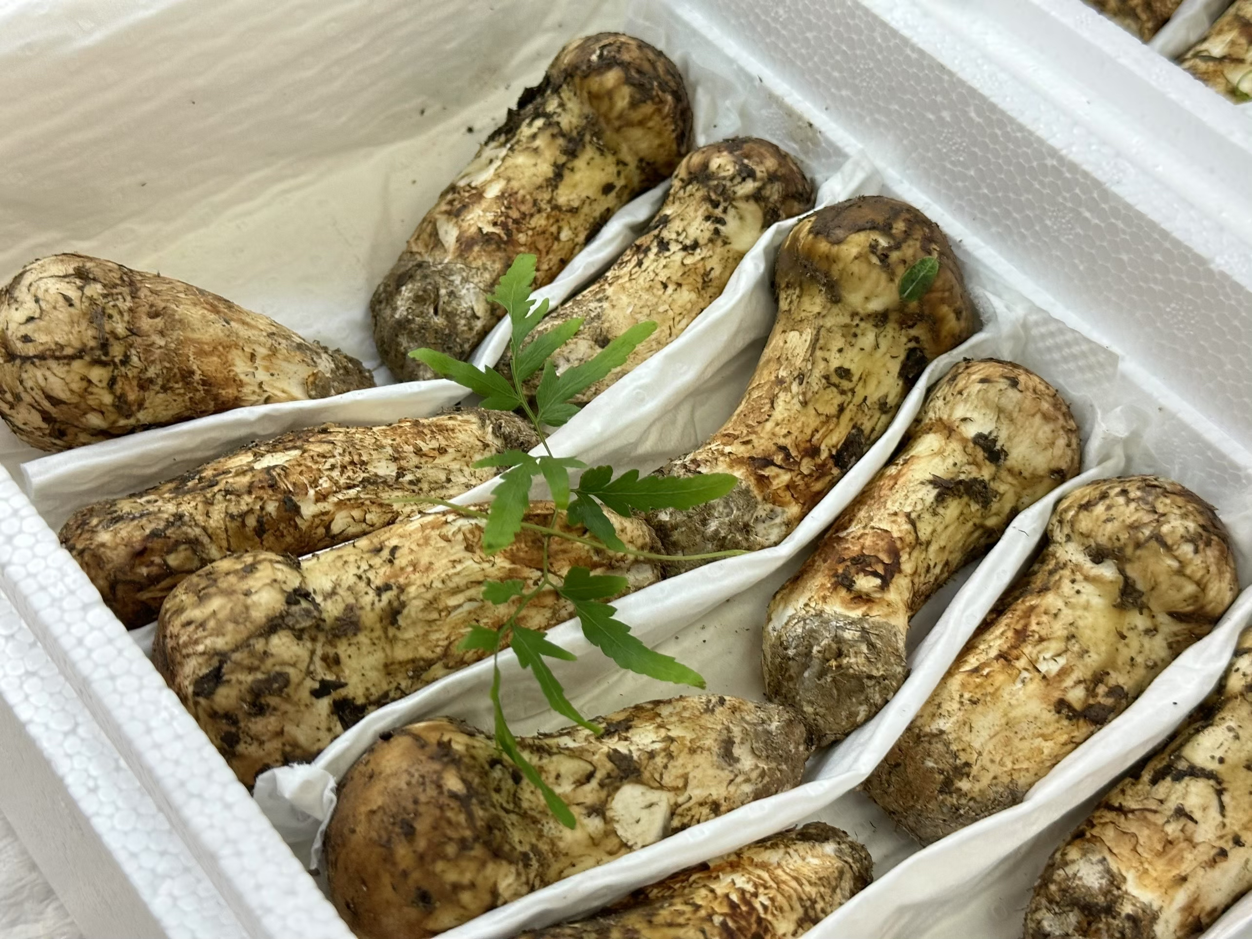 新鲜野生松茸急速发货顺丰空运冷链包邮