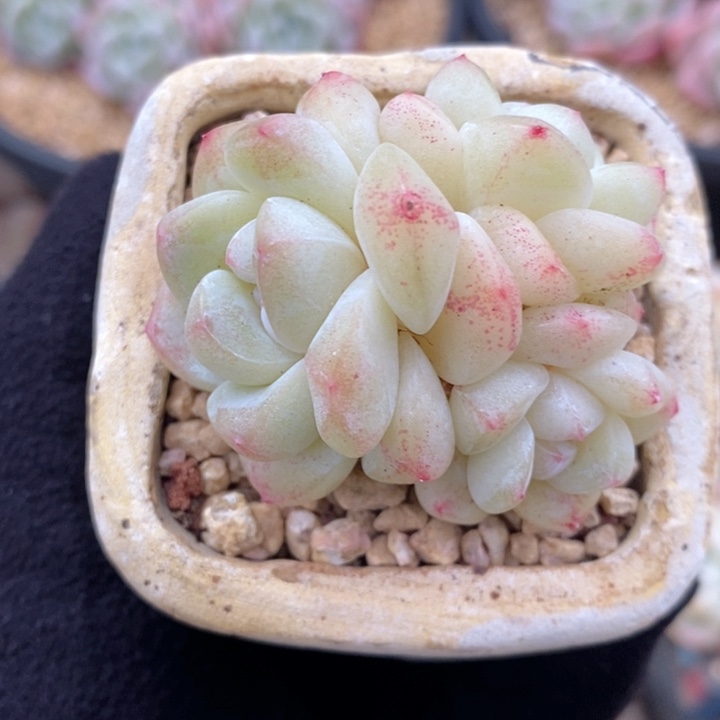 奶油冰玉 韩货精品