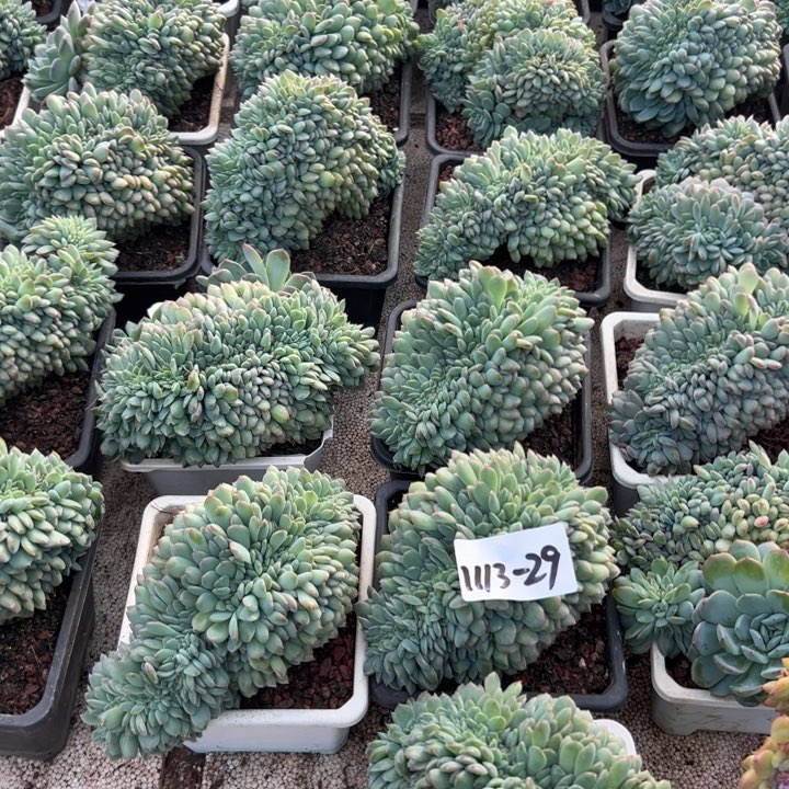 1113-29叶插冰魄缀多肉随机