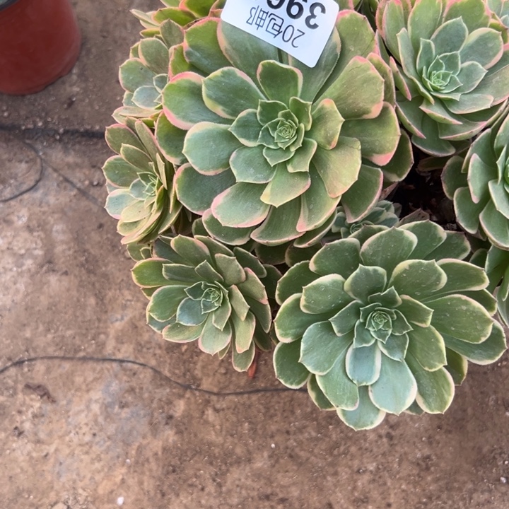 多肉植物3962种植物