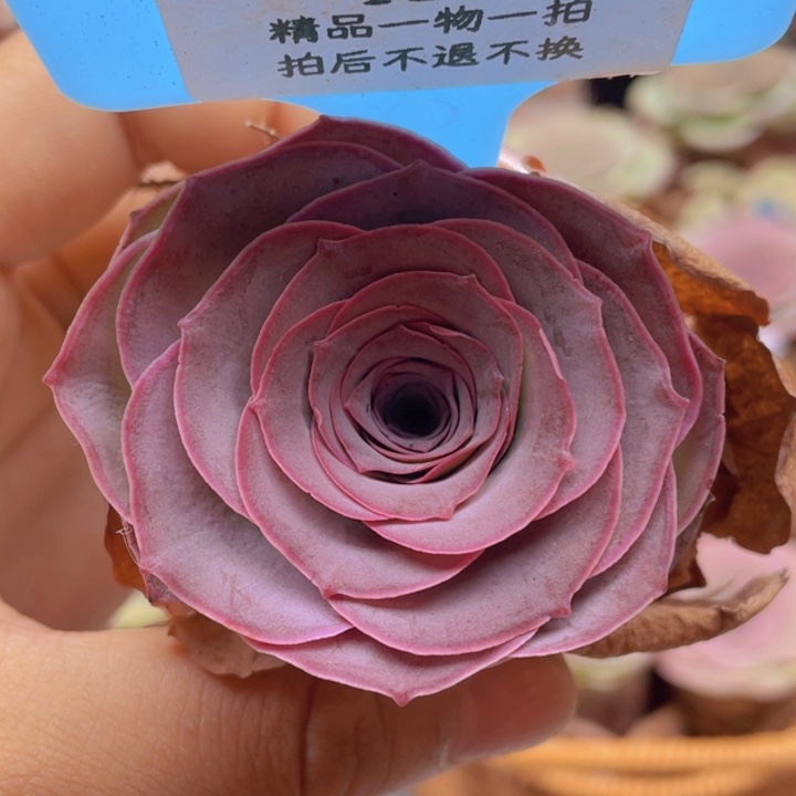 ****⁰山地玫瑰 439裸根发货不售后