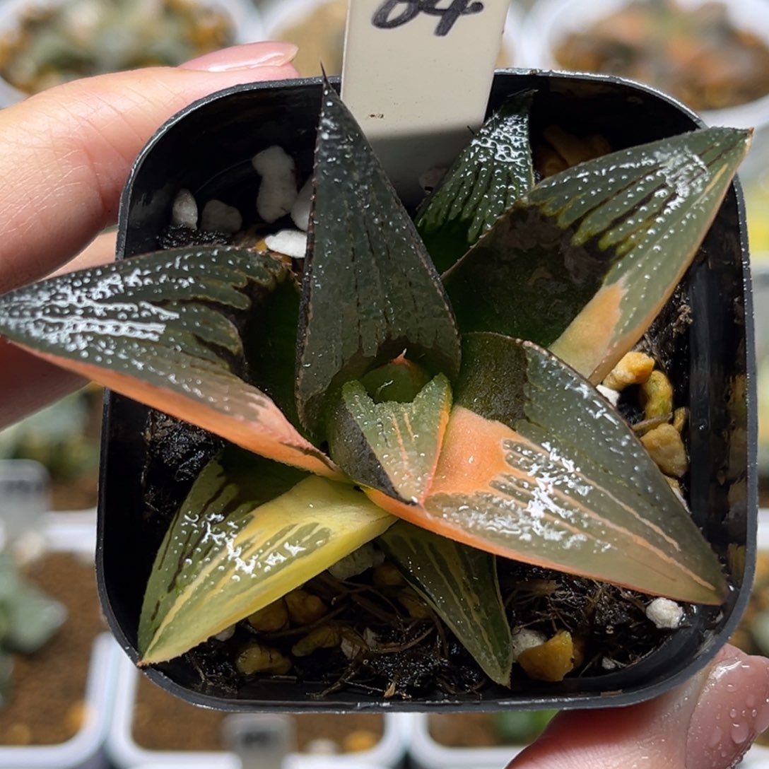 64茜云芭提雅锦福利专场