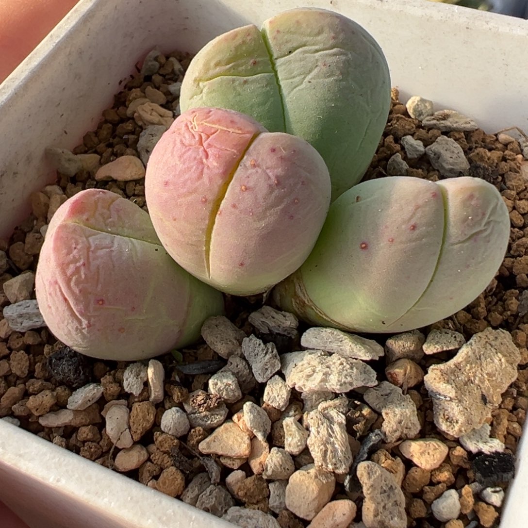 054多肉植物种类多样