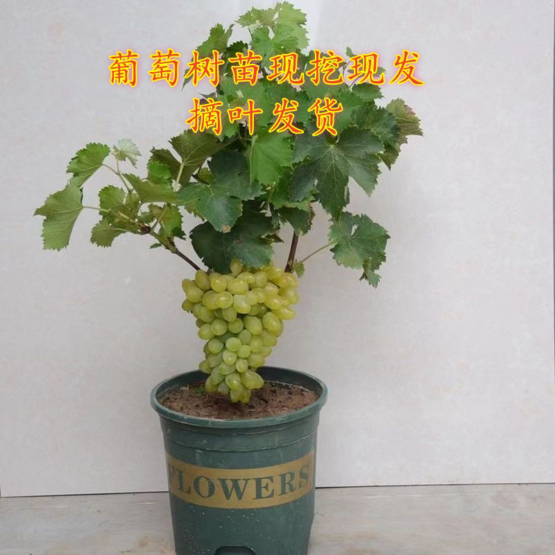一物一拍葡萄树苗 品种齐全 现挖现发摘叶发货 南北方种植 优惠价