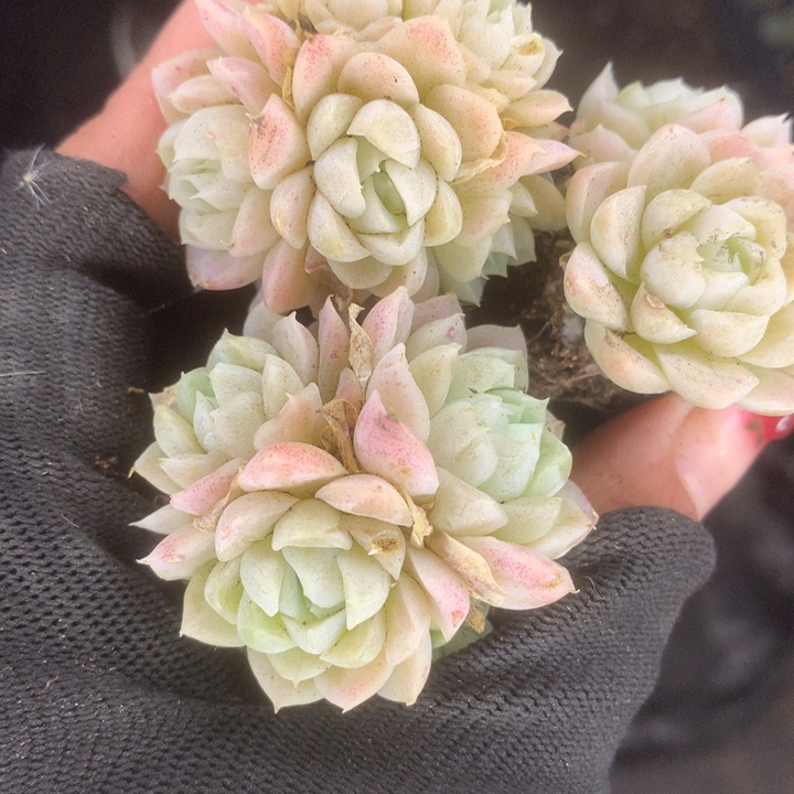 白月影子群。拍5发6颗（满9.99包邮不满9.99发叶子）