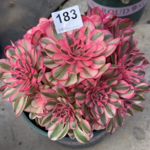 183荔枝20厘米左右