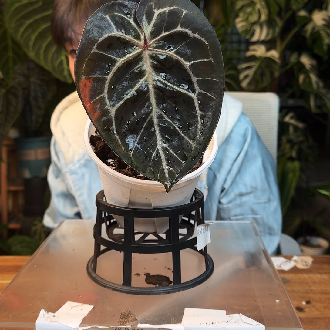 长***圈不开花植物G177紫水晶杂kos叶损福利无售后
