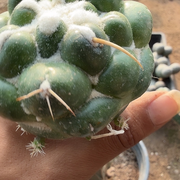 无刺象牙嫁接0215