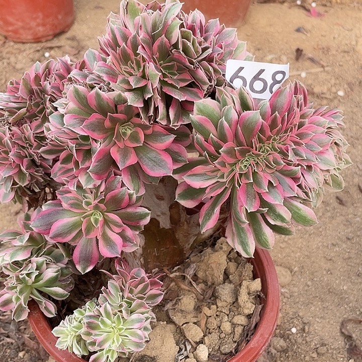 无花朵668女巫缀对肉植物