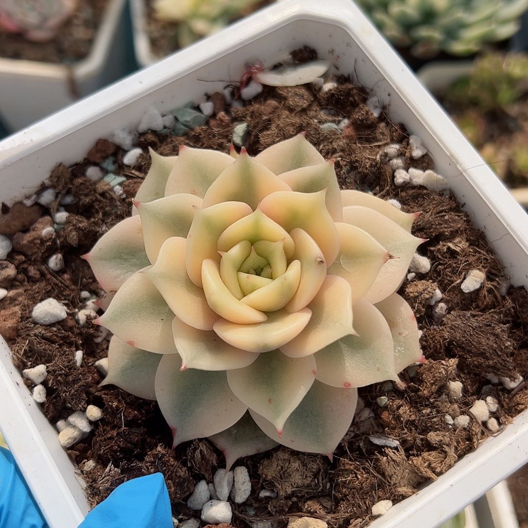 贝加尔湖锦，覆轮锦