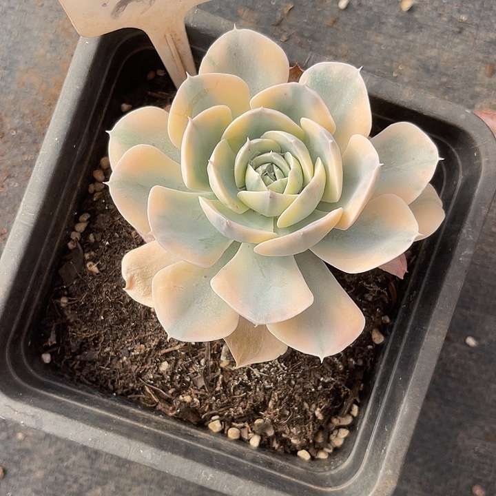 雅***尼在线咨询一下200岁