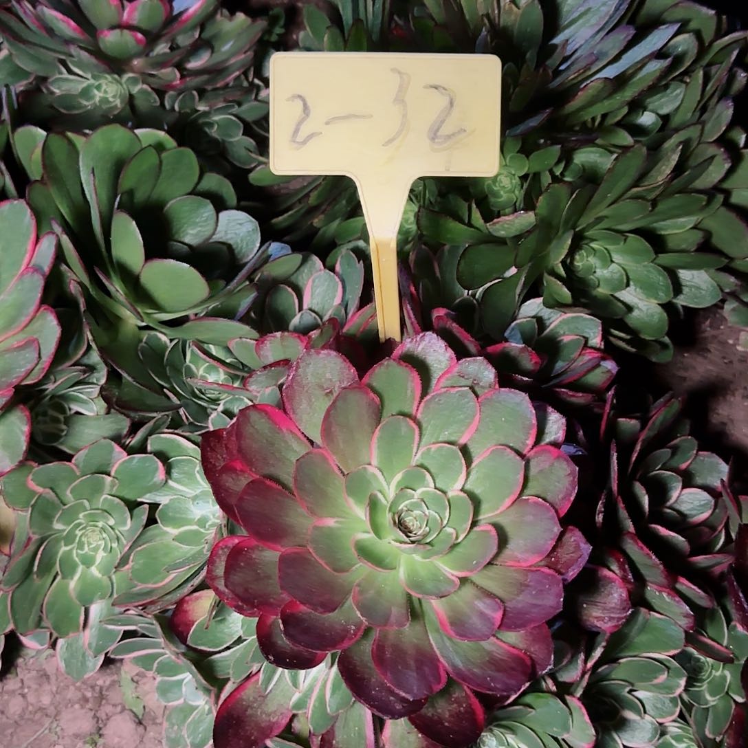 2+32+--粉花妖多头