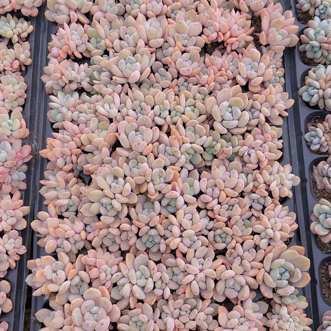 直播一物一拍多肉42