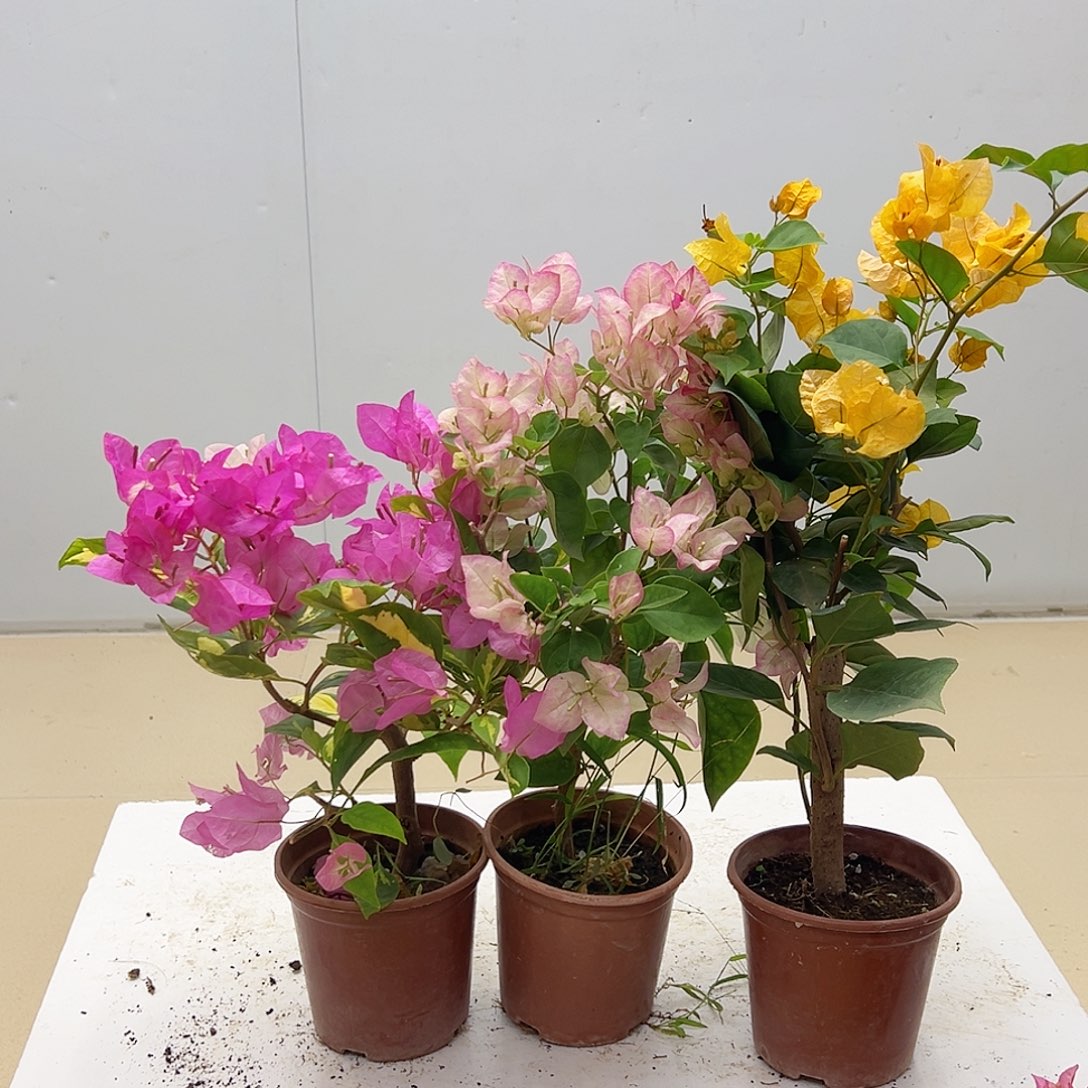 大部分花苞少量开放金心双色，五宝，加州黄组合