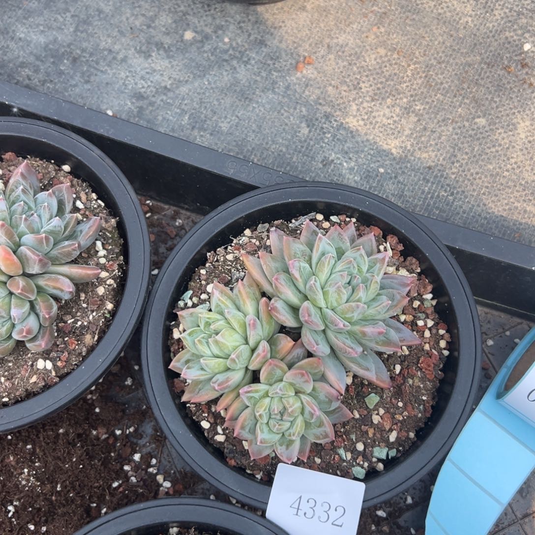 星*4332肉多哦多么多哦