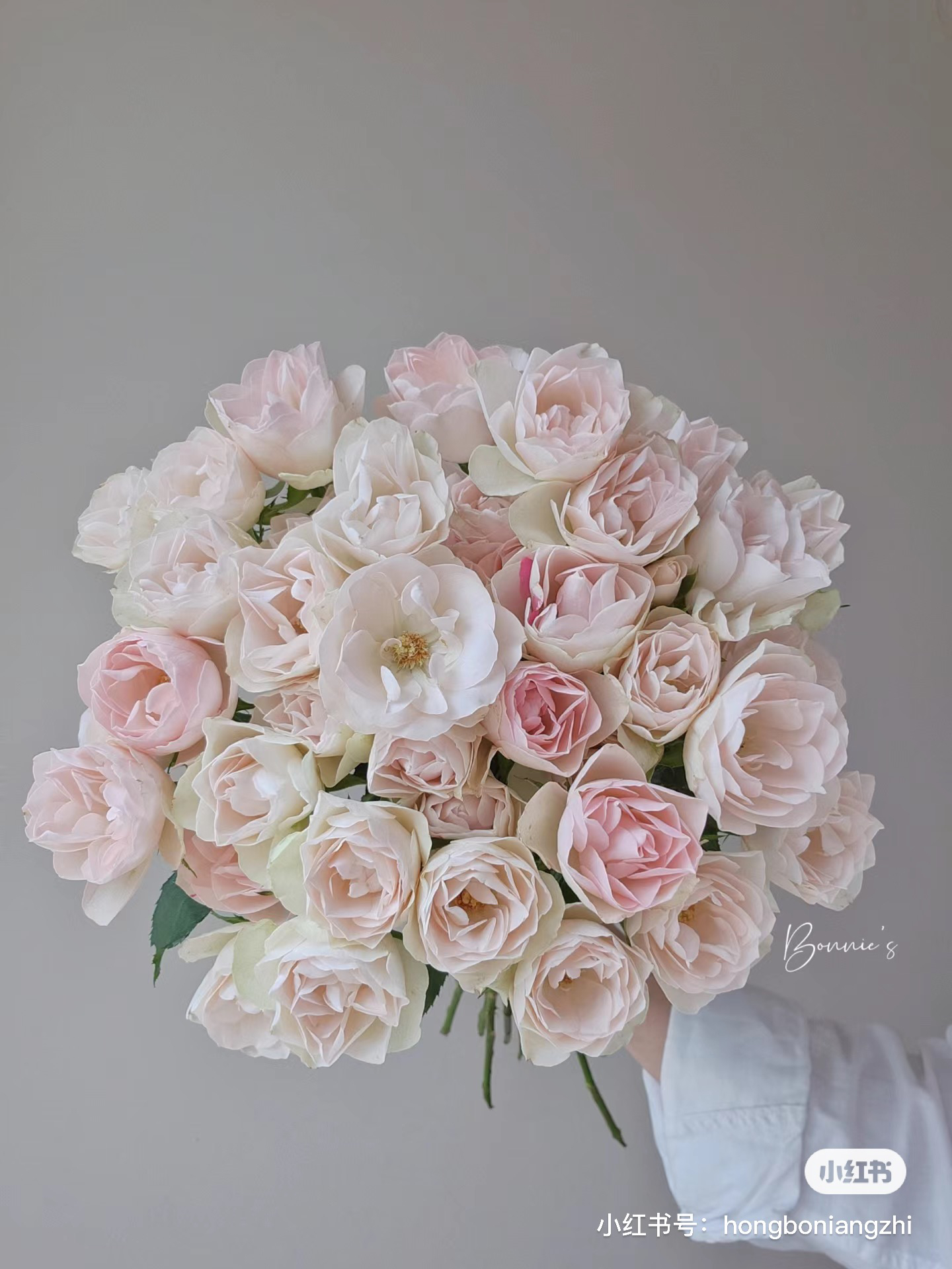 【玫瑰】莲花 任拍三单顺丰空运包邮鲜切花家居花店