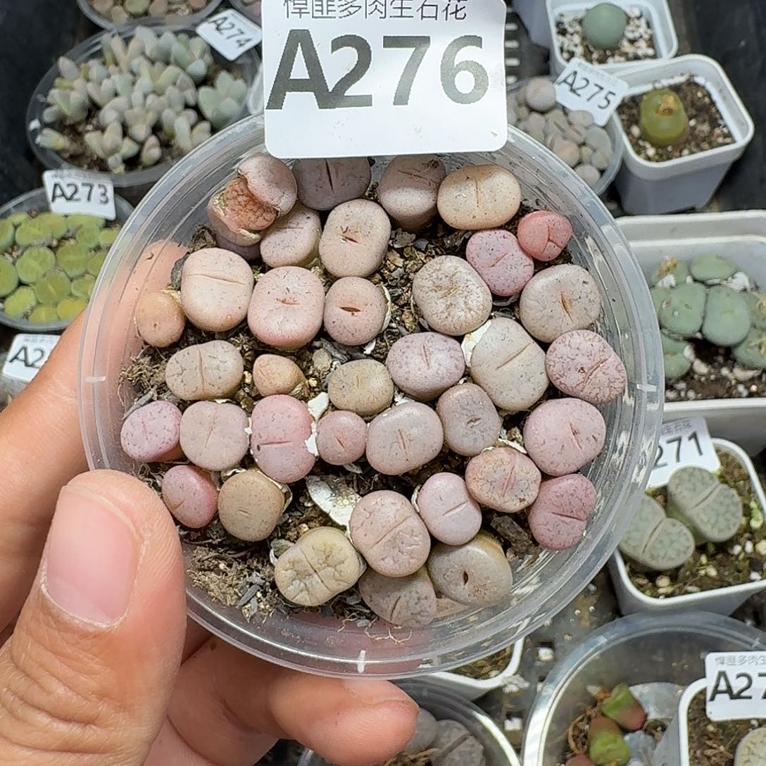 276多肉植物多肉植物