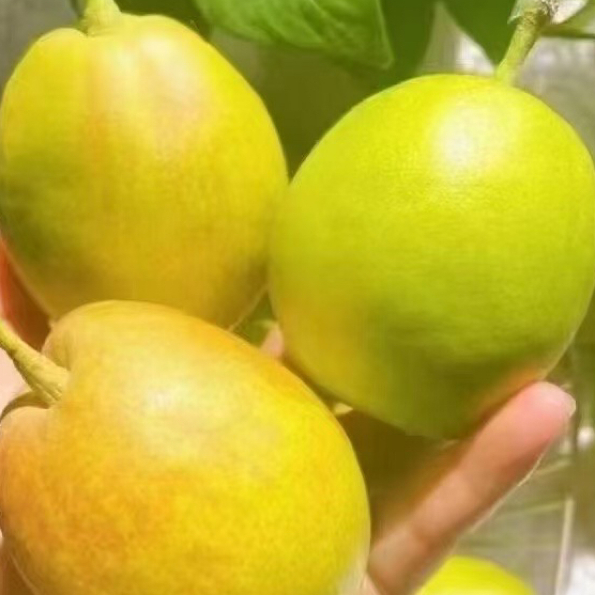 新鲜香梨一盒（约1.7斤）