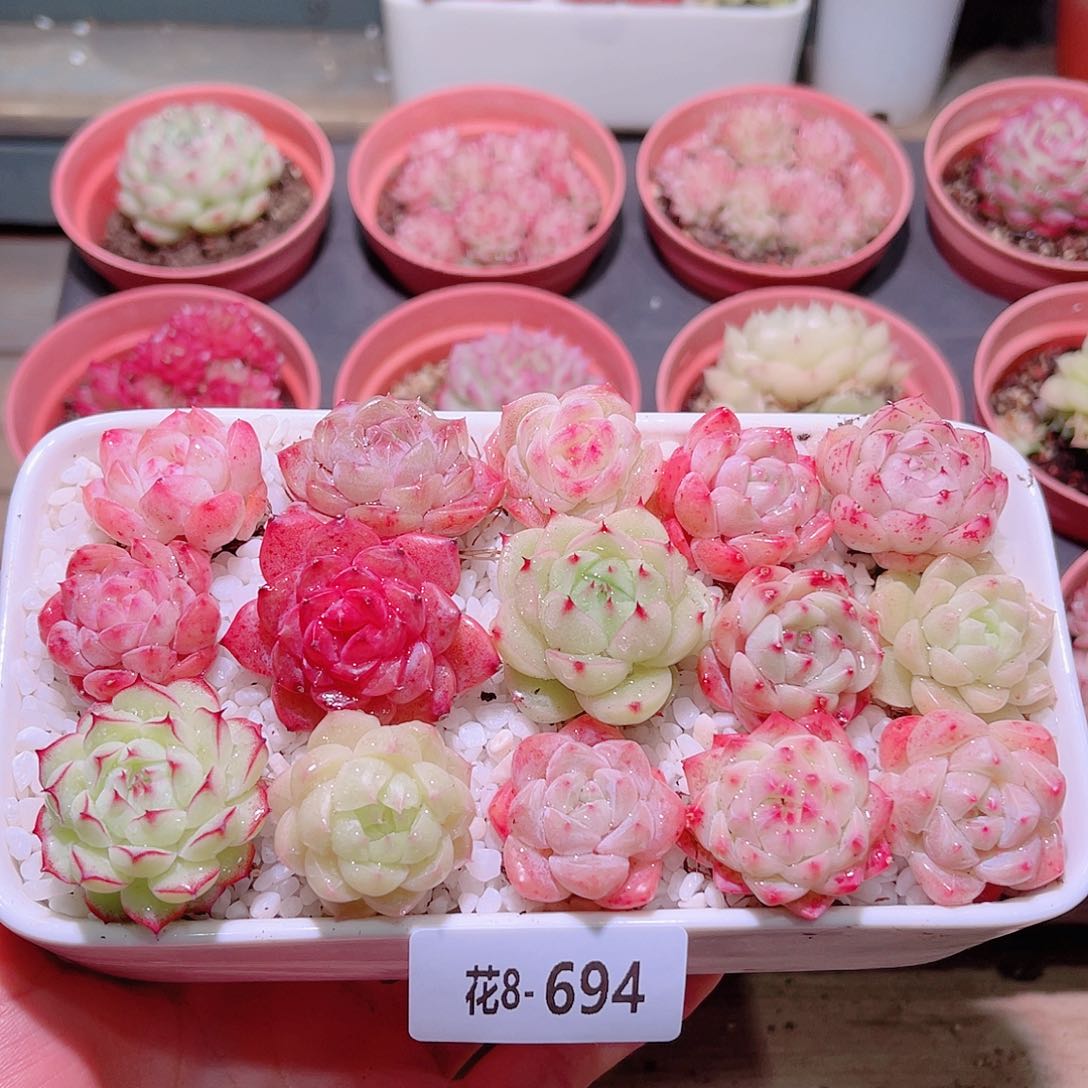 花利美8-694拼盘含盆土铺面镊子分开发