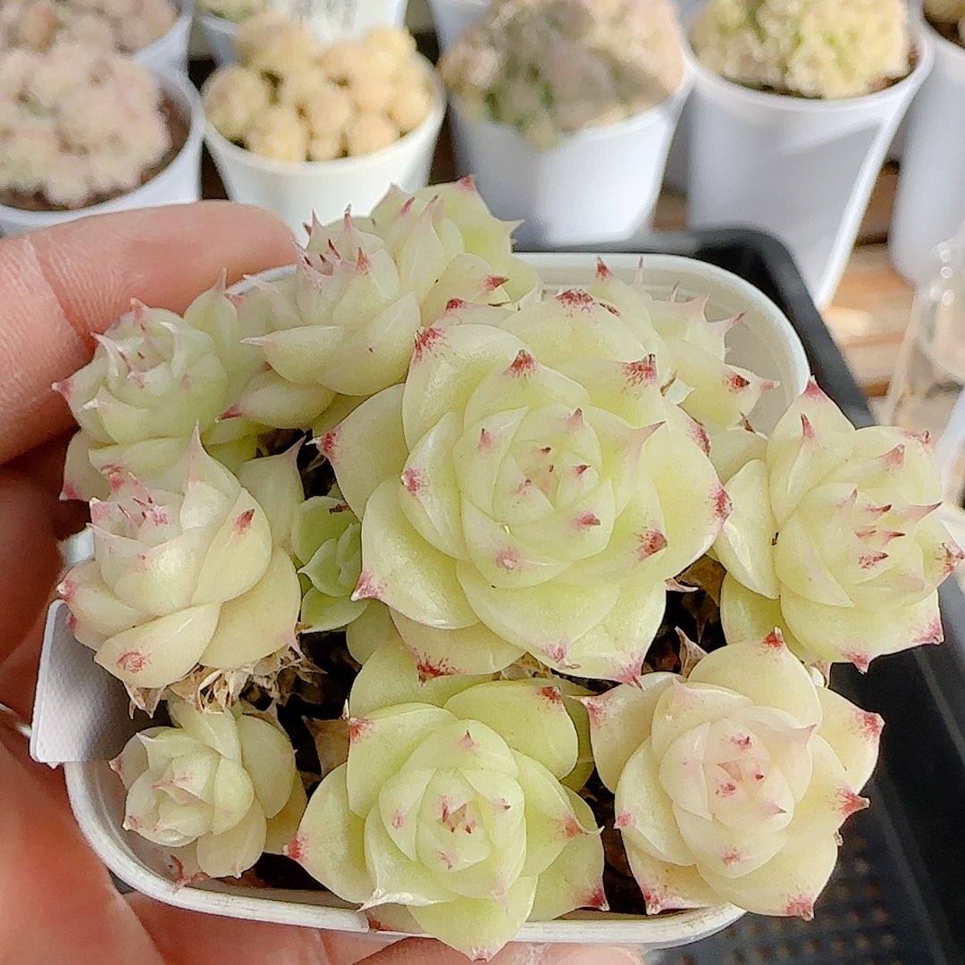 1230-28（ppt-32）优选多肉