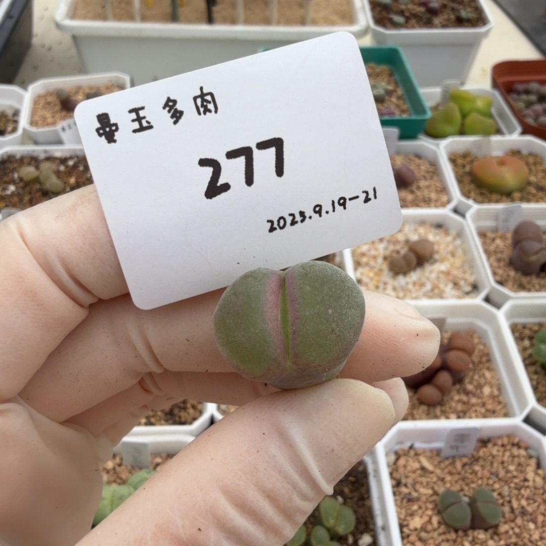 福***~多肉多肉多肉9.21-277粉女