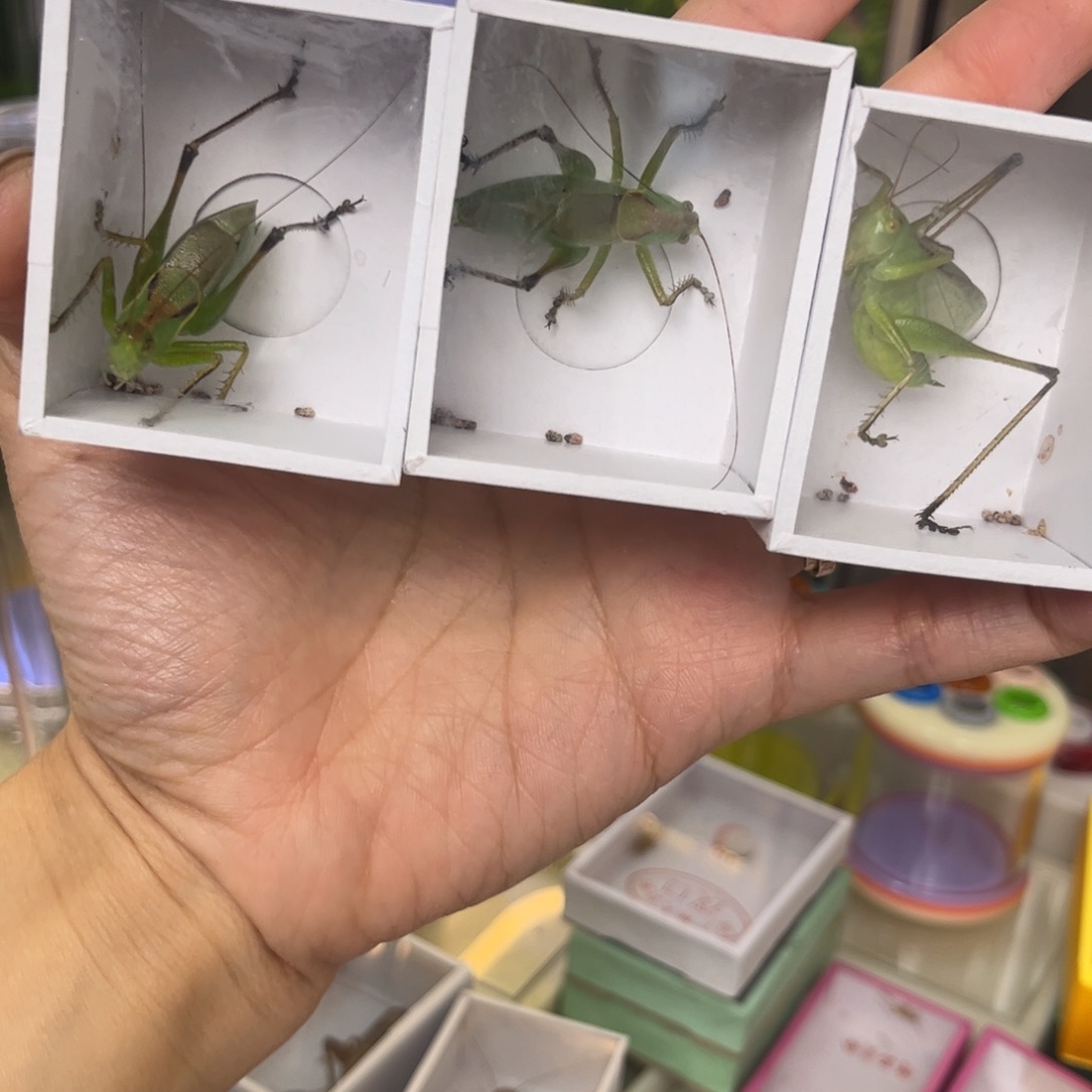 老***鱼3扎嘴拍拍拍拍拍拍