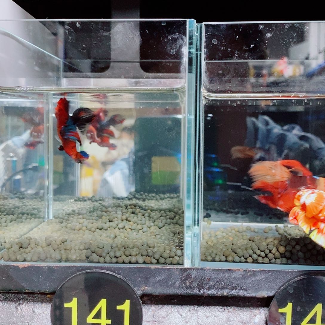 用***7斗鱼黑141号142号巨斗半