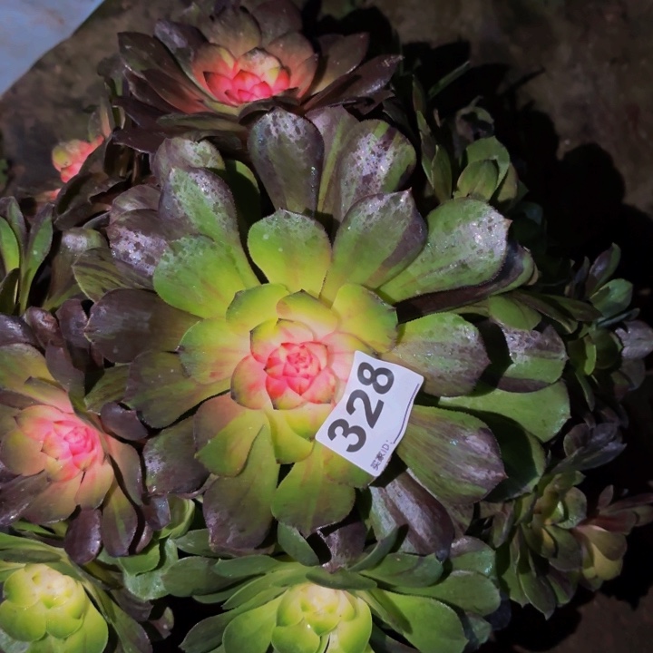 328花月夜科技锦多肉植物不售后