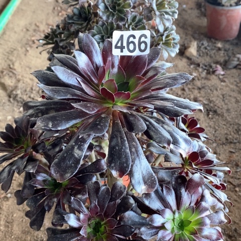 466两颗高桩法师多肉植物