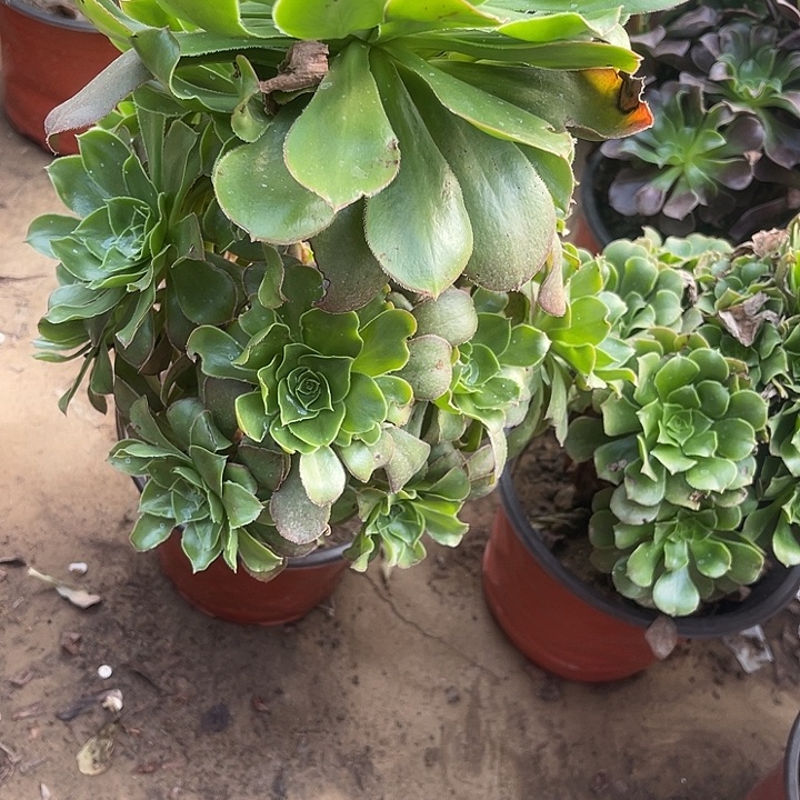 君美丽玫瑰玫瑰玫瑰