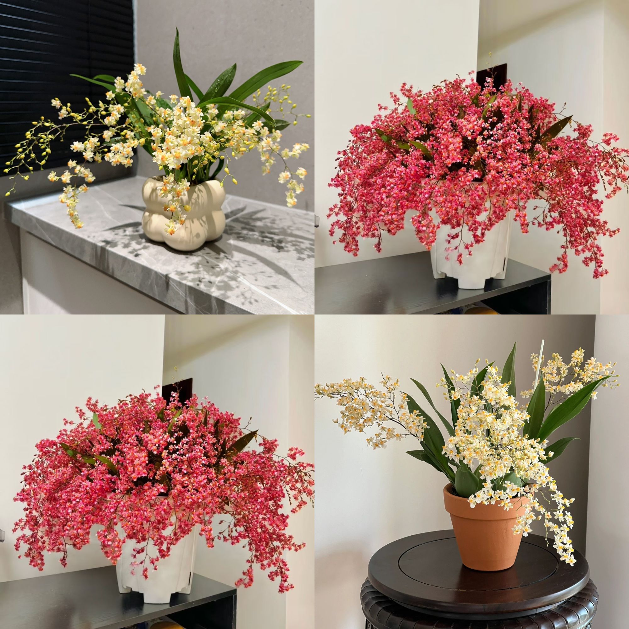 【两盆装】【七支花剑起】梦香兰盆栽清香花卉多年生室内阳台易养护