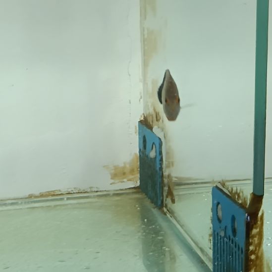 海水鱼开口虎纹仙