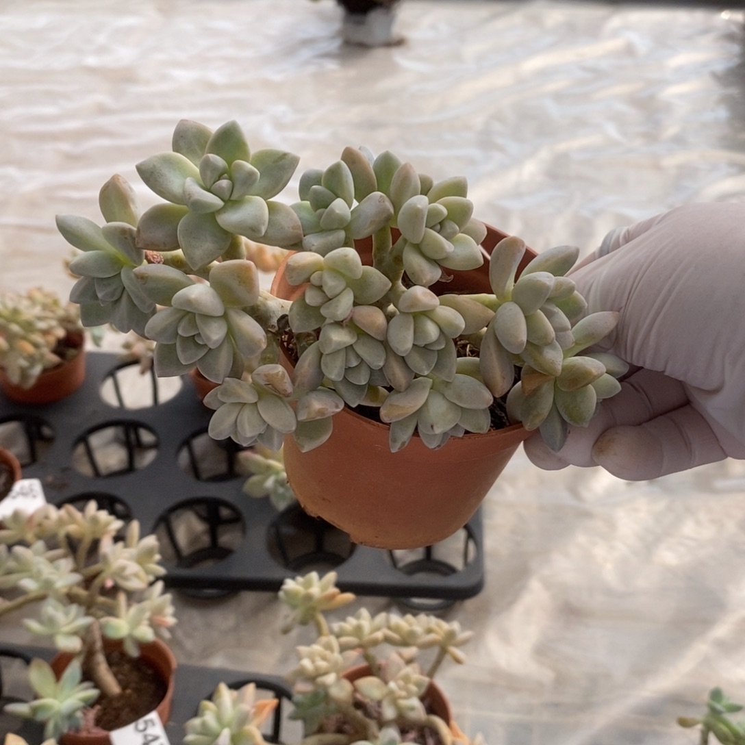 4549淡雪朵朵缀一物一拍