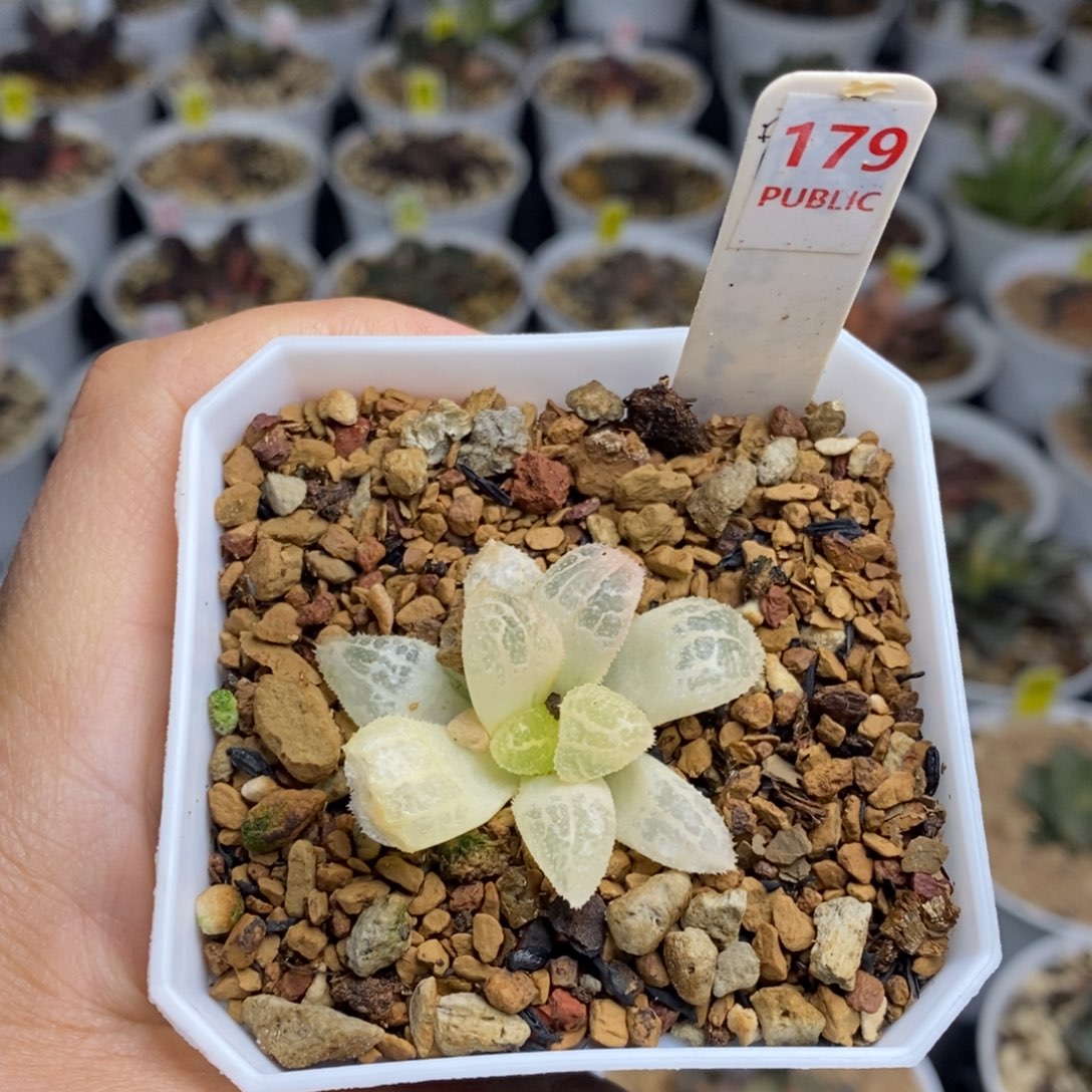 179号具味城锦多肉