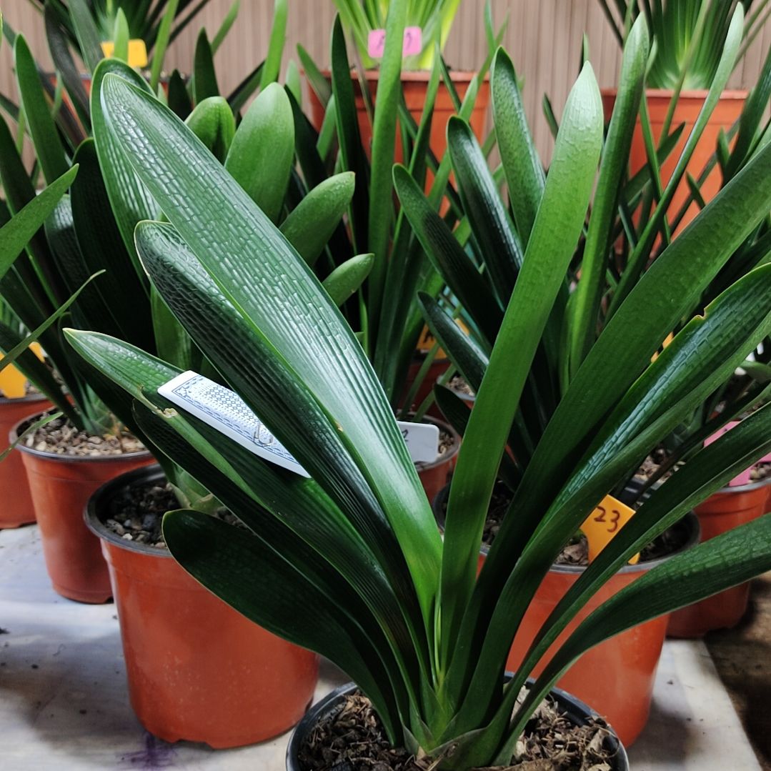 完全开放莲花座寄养