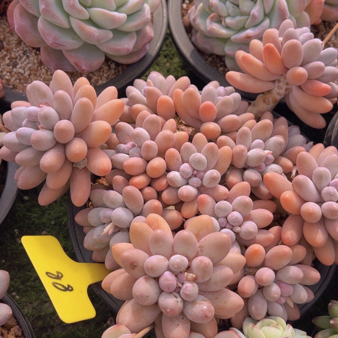 香玉的故事是一个人的故事吗