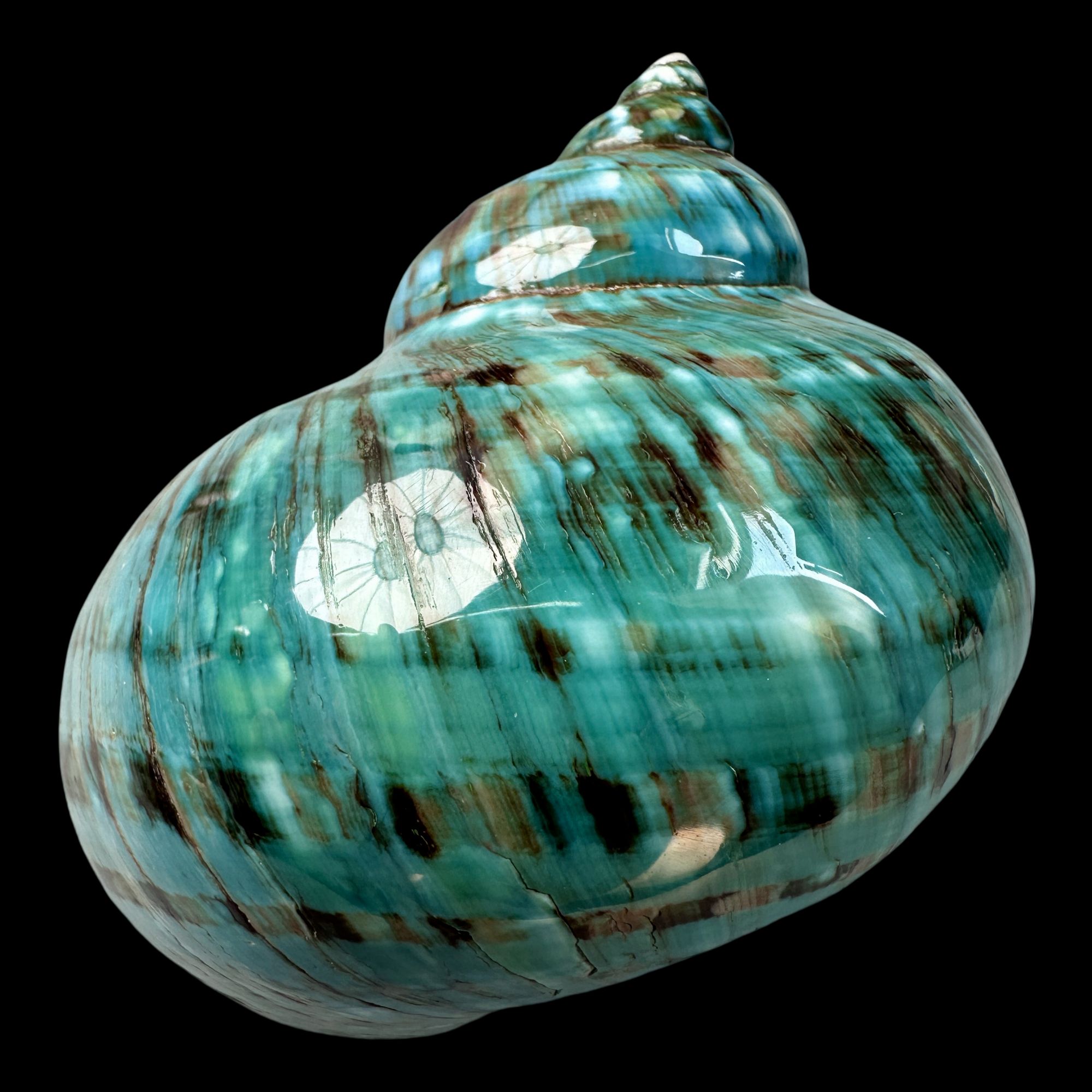 【帝王螺杯（特大！收藏）】100.3mm 赠1串杯托 天然贝壳 V1